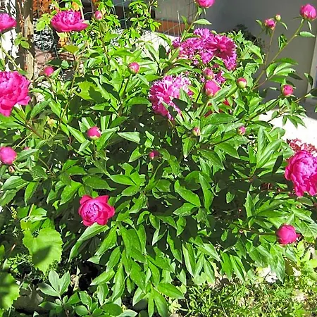 Oasi Di לינה וארוחת בוקר